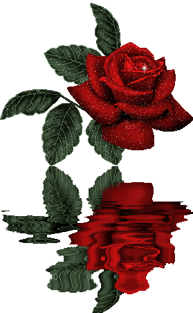Роза блестящая, отражение на воде. - Цветы картинки