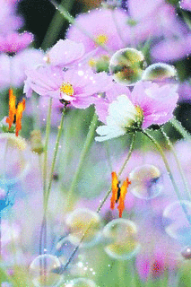 Нежные космеи цветы~Цветы анимация