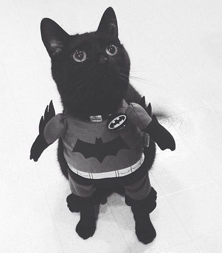 Кот бэтмен