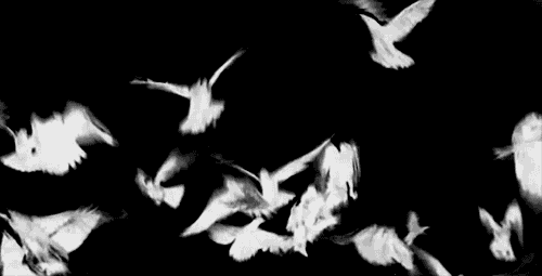 White gif. Белая птица гиф. Голубь анимация. Анимашки черно белые. Черно белые гифки.