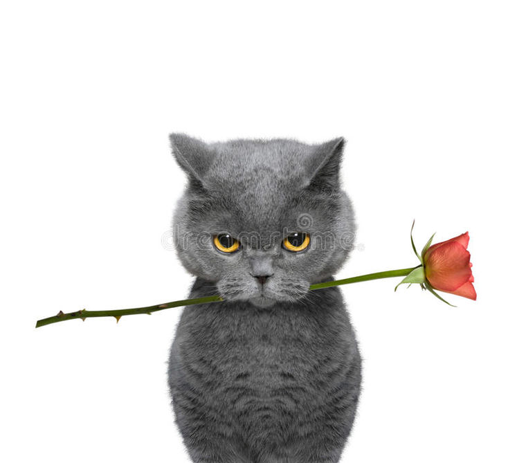 Кот с розой в зубах мем Фото на тему: Когда мачо рядом... - Beadsgemsflowers - Украшения для Вас - идеи 