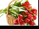 Разные цветы картинки