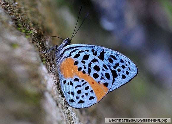 бабочки перу. бабочка омурасаки. бабочки перу. бабочки перу. редкие виды бабочек.