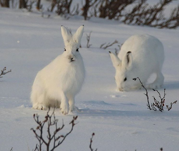 Заяц в белой шубке. Заяц в белой шубе. Заяц в зимней шубке. Зайцы в белой шубке для детей. Какая шерсть у зайцев