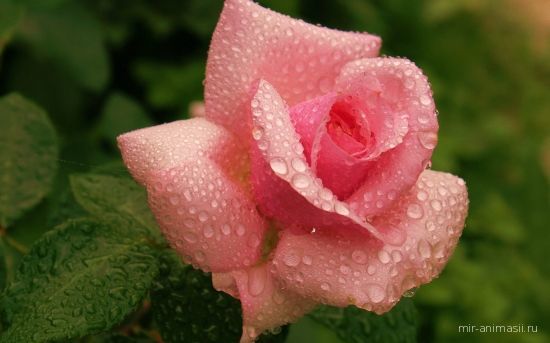 Роза в капельках дождя - Розы картинки для поздравления