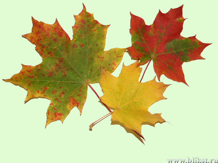 В клетках листья клена днем происходит. Кленовый лист. Красивые листья клена. Канадский кленовый лист. Листья молодого клена.