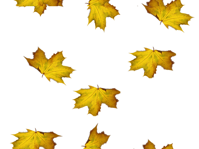 Анимация листья на прозрачном фоне. Листья анимация. Листья гиф на прозрачном фоне. Осенние листья. Осенние листья анимация.