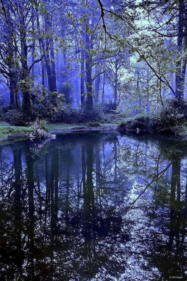 Море синего леса